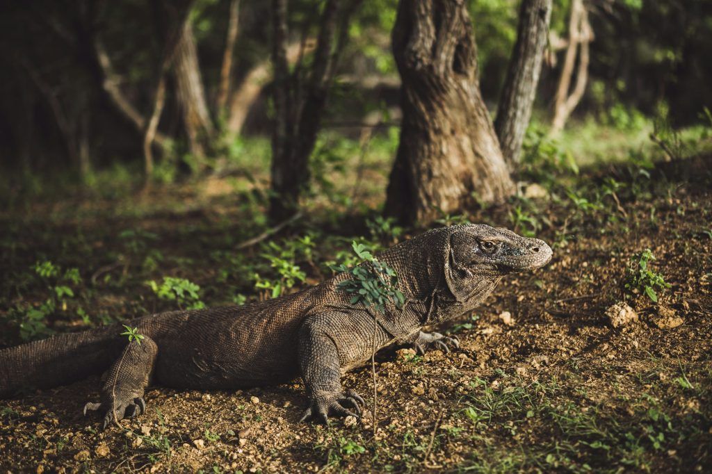 Komodo dragon close -up, scientific name: Varanus komodoensis. Natural habitat.